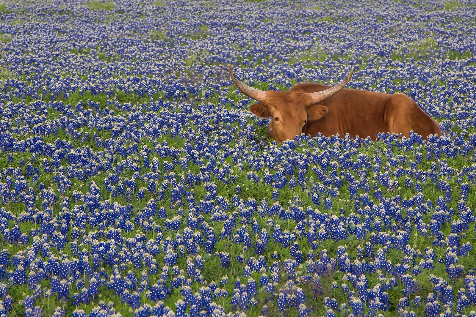 Longhorn resting in a field of Texas bluebonnets